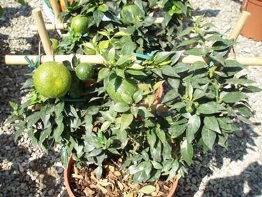 Chinotto-3