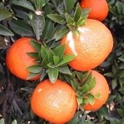 Chinotto-9