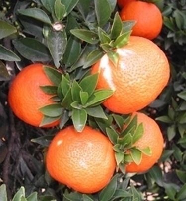 Chinotto-9