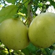 I benefici del pompelmo