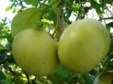 I benefici del pompelmo