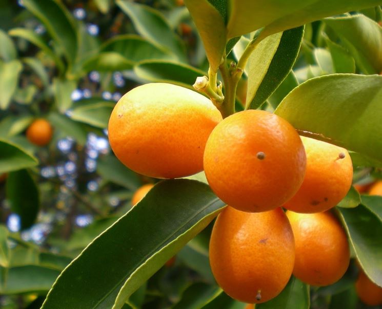 Kumquat-9