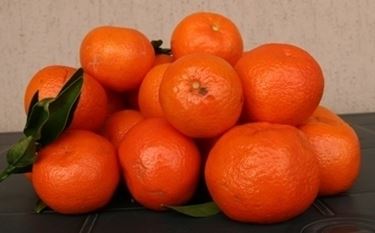 Mandarino