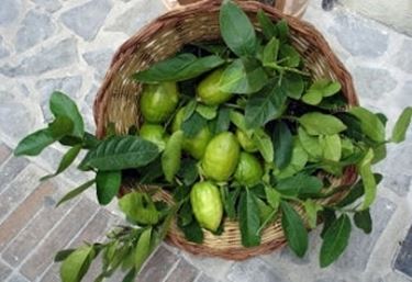 Risposta : Cedro in vaso