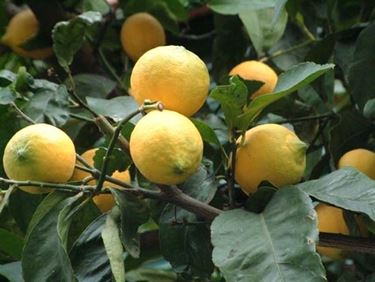 Risposta: Innesto del limone