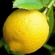 Risposta: Phytophthora del Limone?