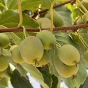 Actinidia-4