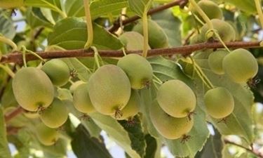 Actinidia-4