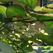 Actinidia-5