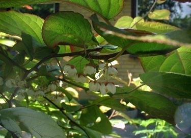 Actinidia-5
