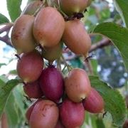 Actinidia-6
