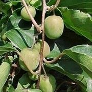 Actinidia-7