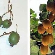 Actinidia-8