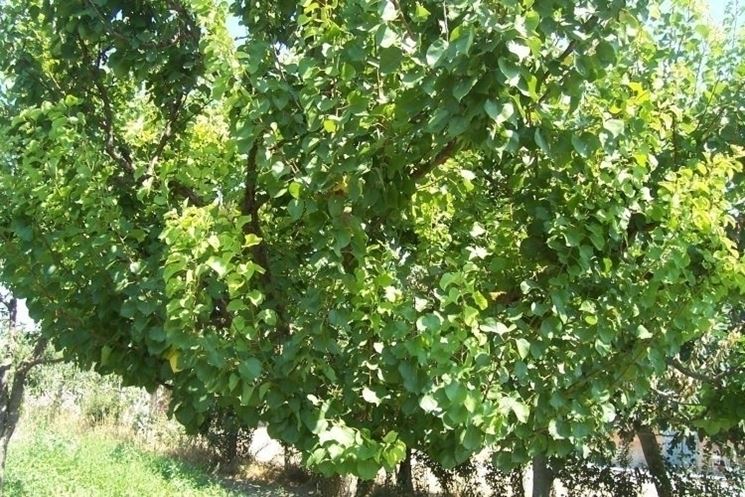 Albicocco