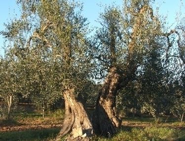 Coltivazione olivo