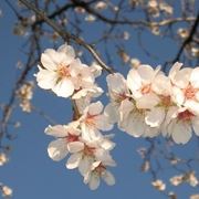 Come fare l'impianto del mandorlo
