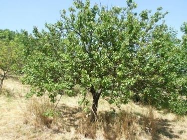 Domanda : albicocco e melo