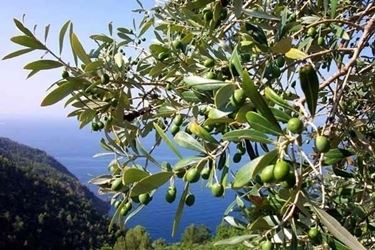 Domanda : bonsai di olivo