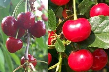 Domanda : ciliegio