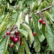 Domanda: Gommosi del ciliegio