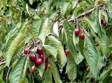 Domanda: Gommosi del ciliegio