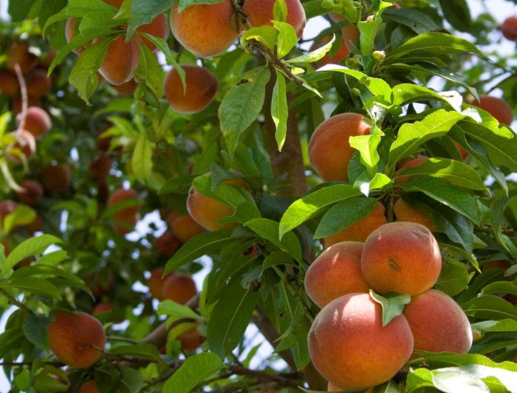 Domanda : Il pesco non fiorisce