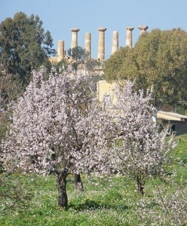 Le caratteristiche generali della pianta del mandorlo