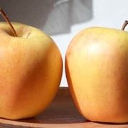 Moltiplicazione melo