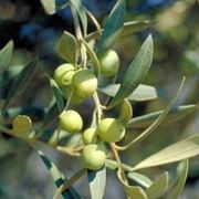 Olivo