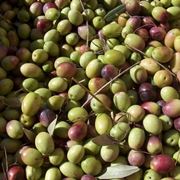 Olivo