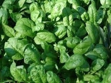 Propriet spinaci