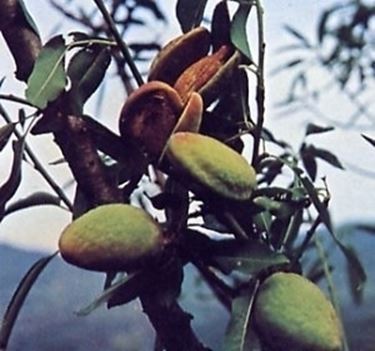 Risposta : Mandorlo strano