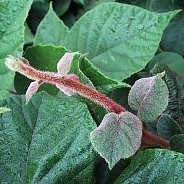 Variet Actinidia e qualche curiosit 
