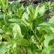 spinaci