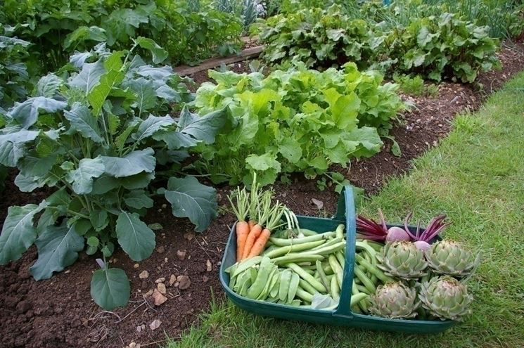 Il clima ideale per un orto