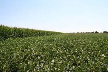 Malattie e parassiti dell'aglio