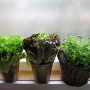 orto in casa-7
