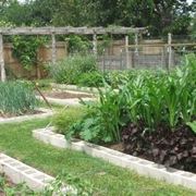 piantare orto: diradare e trapiantare-2