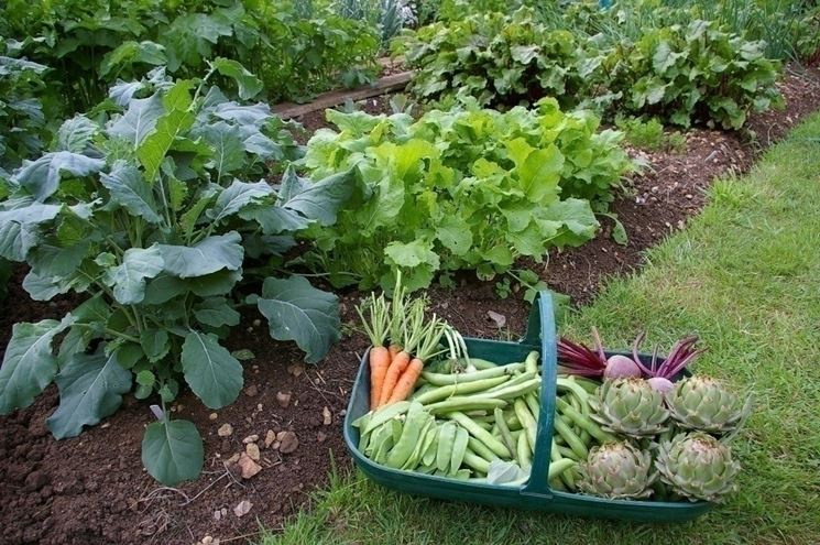 Scegliere le piante per un orto