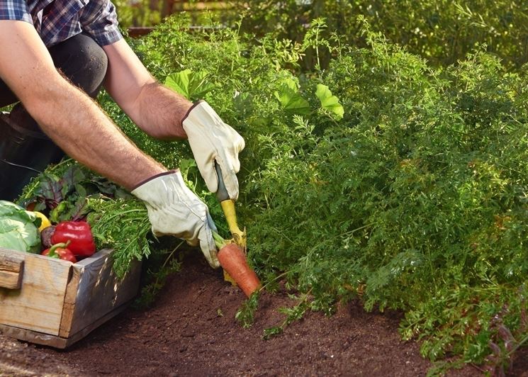 Regole per la semina degli ortaggi