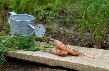 terreno per orto