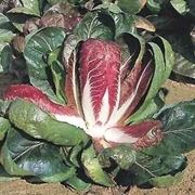 Coltivazione radicchio