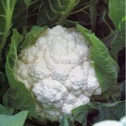 cavolfiore-2