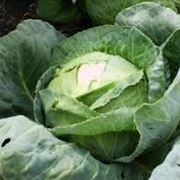 cavolo broccolo-1