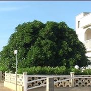 albero di ficus-1