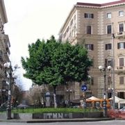 albero di ficus-3
