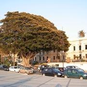 albero di ficus-4