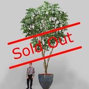 albero di ficus-5