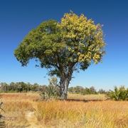 albero di ficus