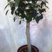Domanda: Ficus australis